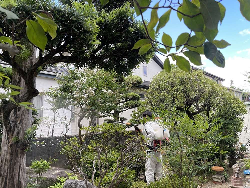 「本日の作業」消毒作業 福岡 植木屋 西区 消毒 庭木